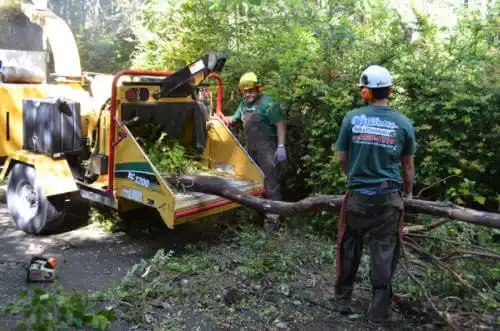 tree services Tybee Island